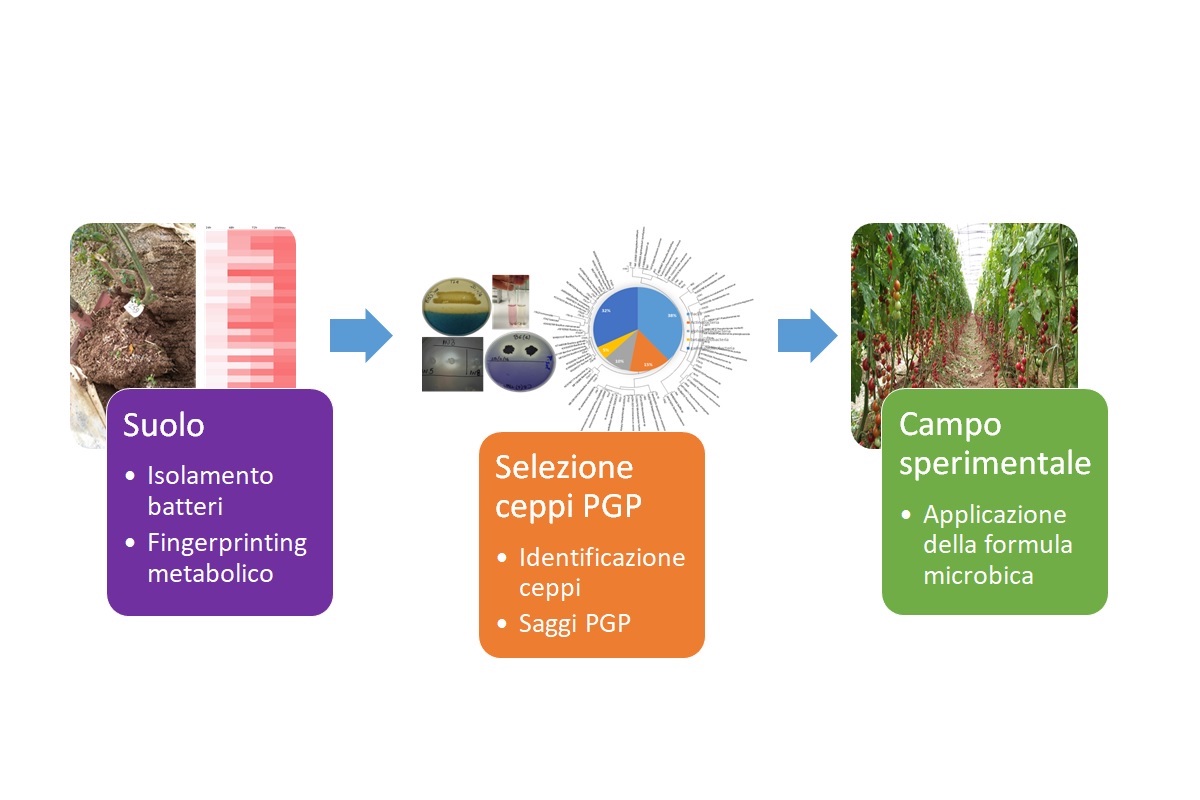 Approccio metodologico utilizzato per la preparazione di un biofertilizzante basato su microrganismi autoctoni
